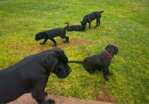 Cada filhote de Cane Corso do Canil Ceolin Corso cresce em ambiente familiar, recebendo atenção, socialização e cuidados veterinários. Garantimos cães equilibrados, saudáveis e inteligentes, ideais para proteção, companhia e exposições, sempre com excelência genética e pedigree comprovado.