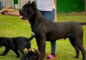 O Canil Ceolin Corso é referência na criação de Cane Corso Italiano no Brasil, oferecendo filhotes com pedigree oficial, saúde garantida e temperamento equilibrado. Nossa criação segue os padrões da raça, valorizando cães fortes, leais e inteligentes. Além disso, oferecemos suporte completo aos novos tutores, orientando sobre cuidados, alimentação e adestramento. Se busca qualidade e confiança, conheça nossos Cane Corsos.