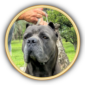 Cane Corso Italiano no Brasil – Filhotes de linhagem pura com pedigree, criados com excelência no Ceolin Corso. Conheça nossos exemplares de Cane Corso com estrutura robusta, temperamento equilibrado e genética selecionada. Entregamos filhotes para todo o Brasil!