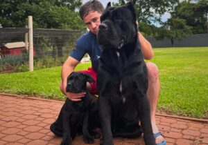 Criamos Cane Corso com responsabilidade e amor, focados em preservar as melhores características da raça. No Canil Ceolin Corso você encontra filhotes com pedigree, força, lealdade e equilíbrio.