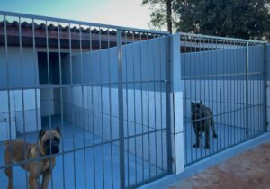 Cada cão do Canil Ceolin Corso possui pedigree oficial e é acompanhado por veterinários, garantindo saúde robusta e temperamento estável. Criamos Cane Corsos Italianos fortes, leais e inteligentes, preparados para serem protetores naturais e companheiros dedicados para todo o Brasil.