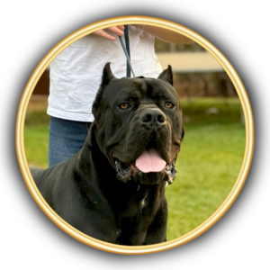 O Canil Ceolin Corso é referência nacional na criação de Cane Corso Italiano. Cada filhote recebe cuidados completos, socialização desde cedo e alimentação balanceada. Nossos cães possuem pedigree oficial, genética de alta qualidade e temperamento equilibrado. Entregamos filhotes em todo o Brasil, oferecendo segurança, confiança e amor incondicional.