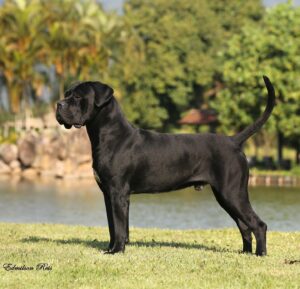 Filhotes do Canil Ceolin Corso são preparados para serem cães de guarda naturais, protetores da família e companheiros leais. Nossos Cane Corsos Italianos recebem cuidados veterinários completos, alimentação balanceada e socialização desde cedo, garantindo cães saudáveis, inteligentes e com temperamento estável. Entregamos para todo o Brasil com segurança.