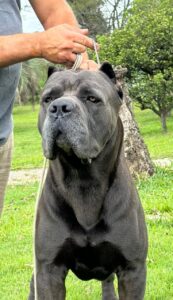 Cane Corso legítimo e de alta qualidade é no Canil Ceolin Corso. Criamos nossos filhotes com dedicação, priorizando saúde, temperamento equilibrado e socialização. Nossos cães são ideais para proteção familiar, companhia leal e exposição, sempre com pedigree oficial e procedência garantida.