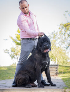 Criação de Cane Corso Italiano no Brasil com padrão internacional e dedicação total ao bem-estar dos cães.