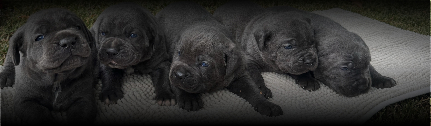 O Canil Ceolin Corso se dedica à criação de Cane Corsos de alta qualidade. Cada filhote recebe cuidados veterinários, alimentação adequada e socialização desde cedo, garantindo temperamento equilibrado, saúde robusta e genética selecionada. Entregamos filhotes para todo o Brasil com segurança.