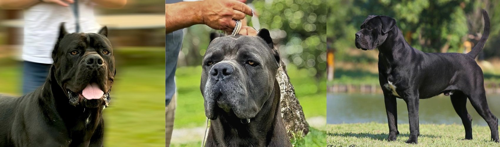 Cada filhote de Cane Corso do Canil Ceolin Corso é criado com dedicação, carinho e atenção aos detalhes. Recebem socialização, acompanhamento veterinário e alimentação balanceada, garantindo saúde, temperamento estável e genética de alta qualidade, sendo cães ideais para proteção e companhia.
