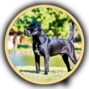 Cada filhote de Cane Corso Italiano do Canil Ceolin Corso é criado com amor, atenção e acompanhamento veterinário completo. Garantimos saúde, temperamento equilibrado e linhagem pura, oferecendo filhotes fortes, leais e bem socializados. Entregamos com segurança para todo o Brasil, sempre com procedência garantida.