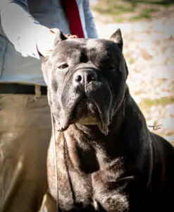 O Canil Ceolin Corso oferece filhotes de Cane Corso Italiano com genética selecionada, temperamento estável e saúde garantida. Cada cão recebe socialização, alimentação balanceada e cuidados veterinários completos, garantindo um crescimento equilibrado e um companheiro confiável.