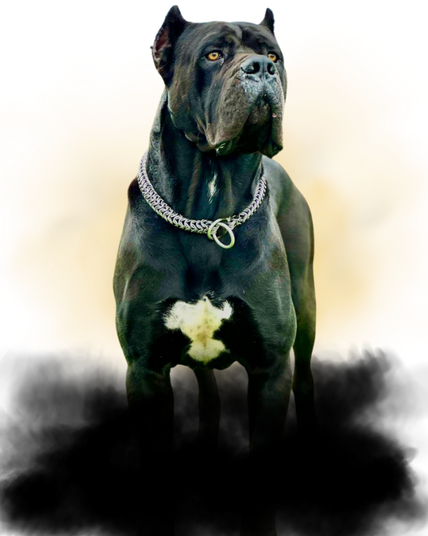 Cane Corso Italiano criado com excelência no Ceolin Corso. Entregamos filhotes para todo o Brasil com garantia de saúde e procedência.