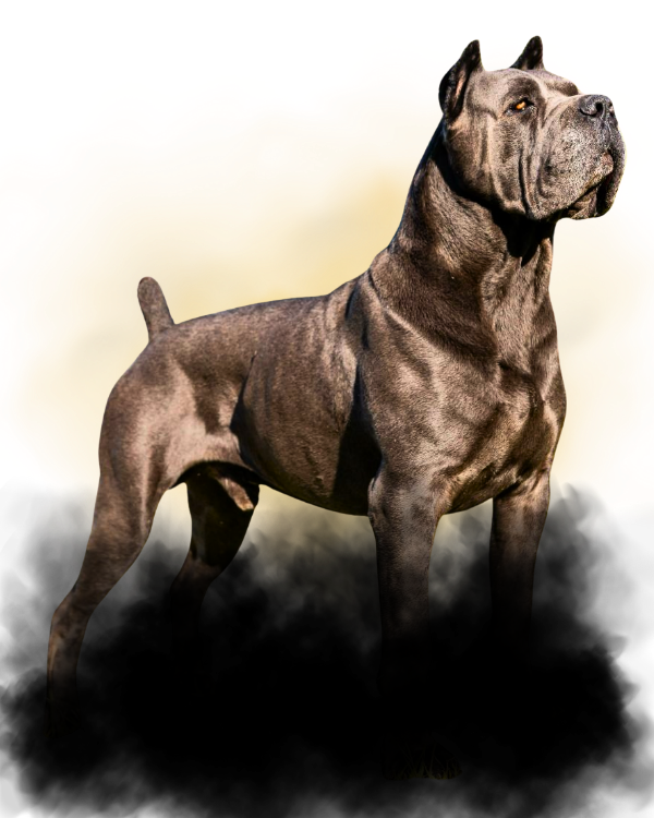 Canil especializado em Cane Corso no Brasil – cães fortes, inteligentes e leais. Filhotes disponíveis com pedigree e acompanhamento veterinário.